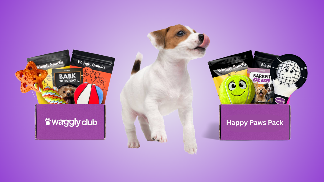 Happy Paws Pack Australian dog subscription box - from Waggly to Happy Paws Pack brand story