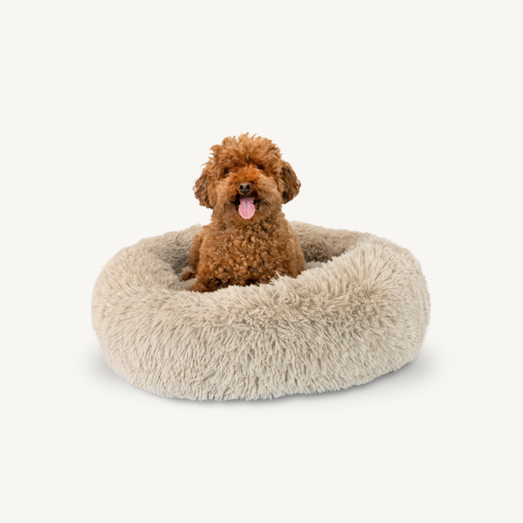 Dog sitting on a fluffy beige pet bed against a white background