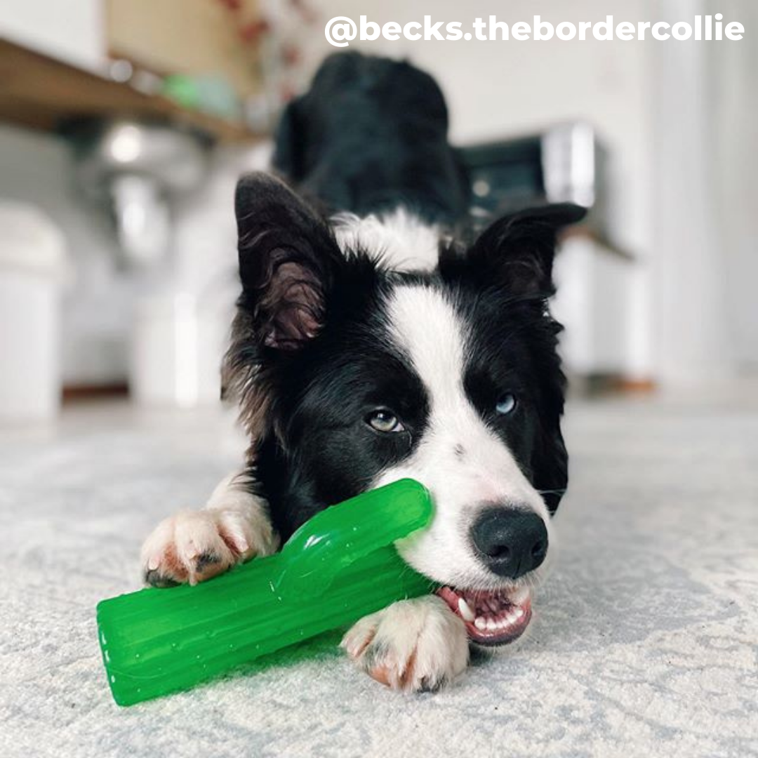 Zippy Paws ZippyTuff - Cactus Dog Toy