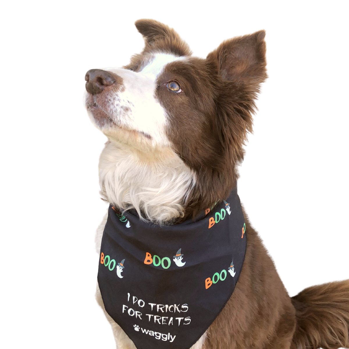 Halloween Bandana