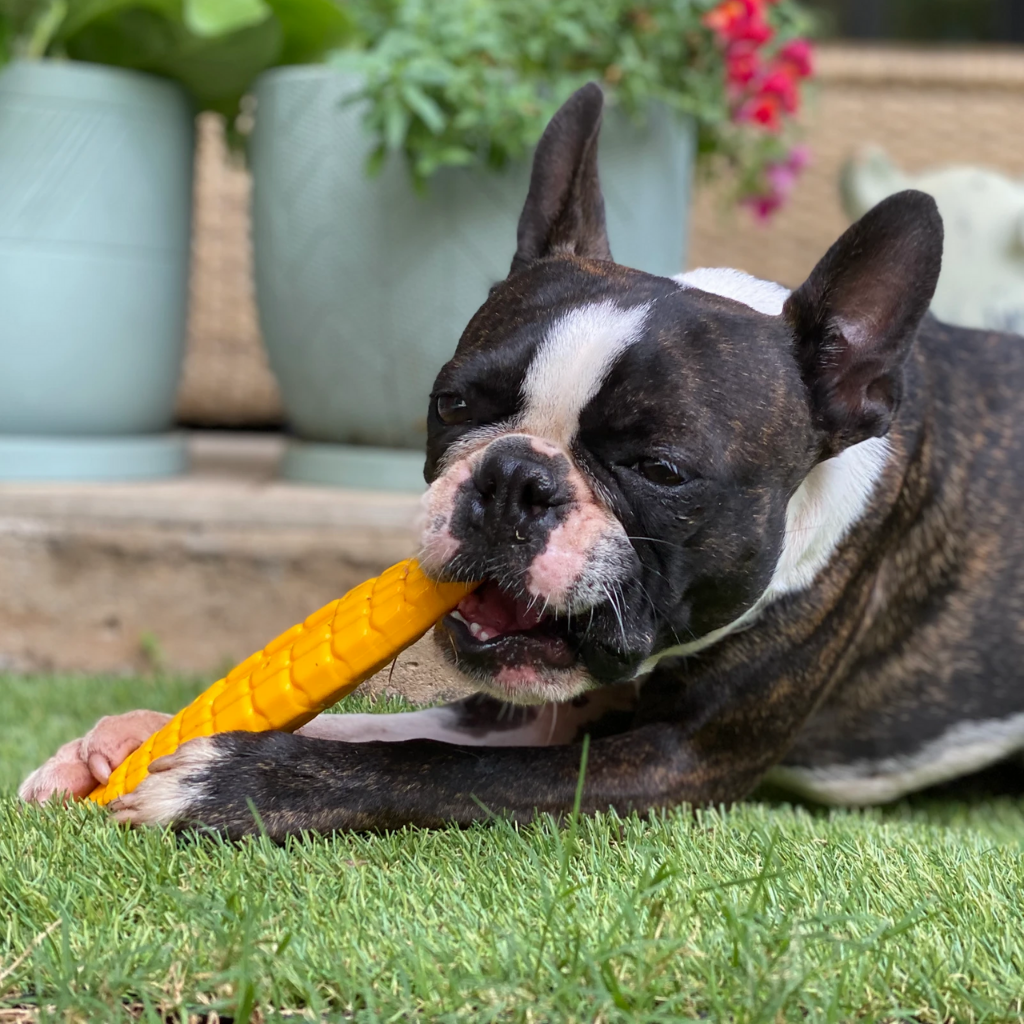 SodaPup Nylon Corn on the Cob Dog Toy