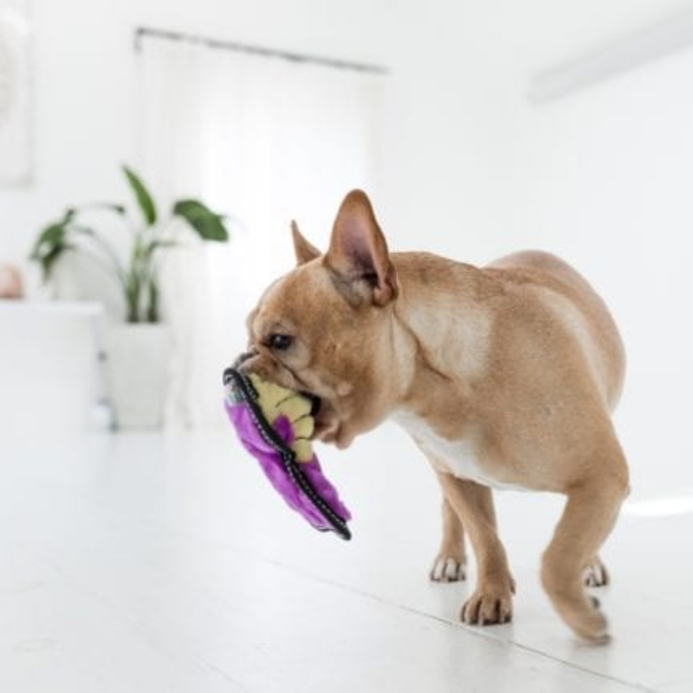 Outward Hound Tough Seamz Cobra Dog Toy