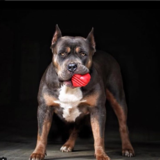SodaPup Love Heart Dog Toy