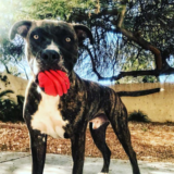 SodaPup Love Heart Dog Toy