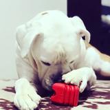 SodaPup Love Heart Dog Toy