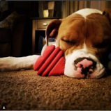 SodaPup Love Heart Dog Toy