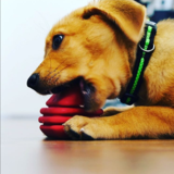 SodaPup Love Heart Dog Toy