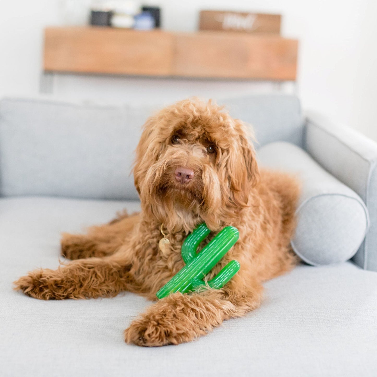 Zippy Paws ZippyTuff - Cactus Dog Toy