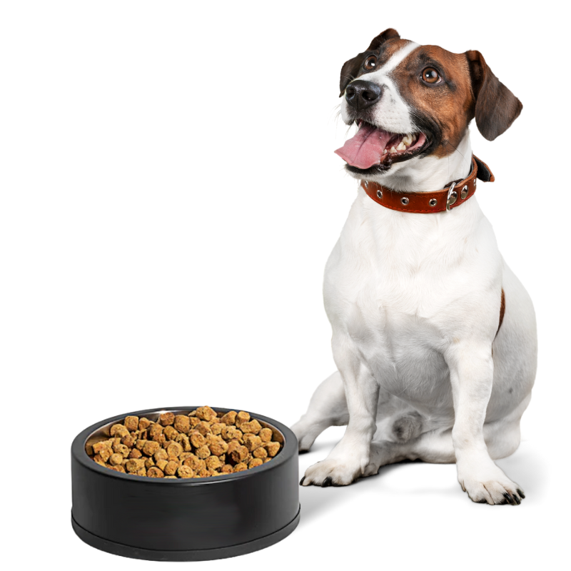 Wild One Dog Stainless Steel Bowl
