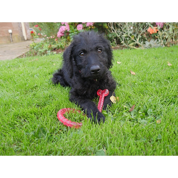 Rosewood Biosafe Puppy Bone Dog Toy