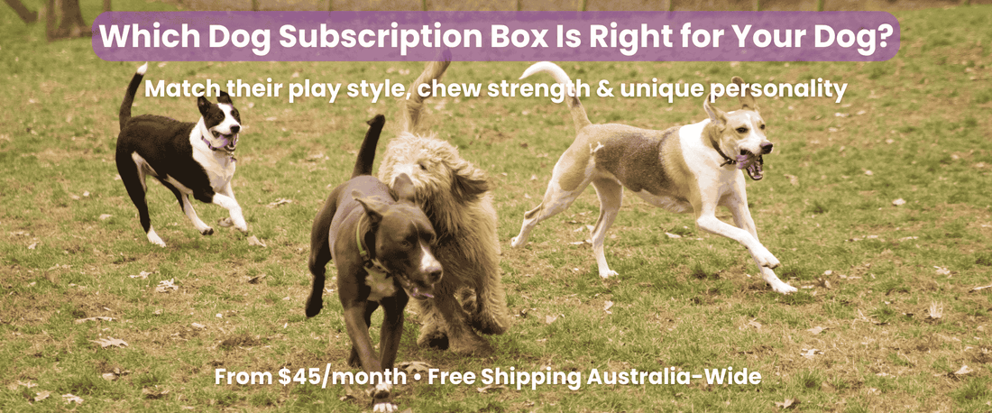 Dogs of different breeds running and playing together outdoors, representing different play styles and energy levels.