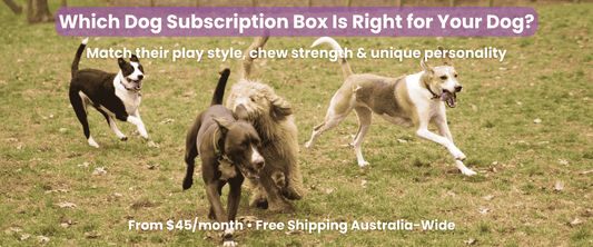 Dogs of different breeds running and playing together outdoors, representing different play styles and energy levels.