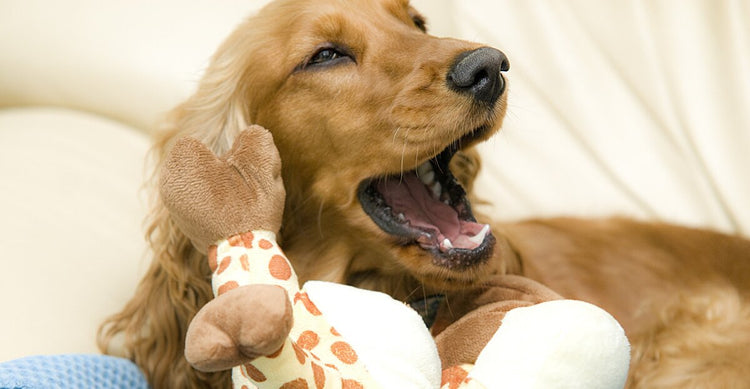 Golden dog playing with a plush toy and looking happy