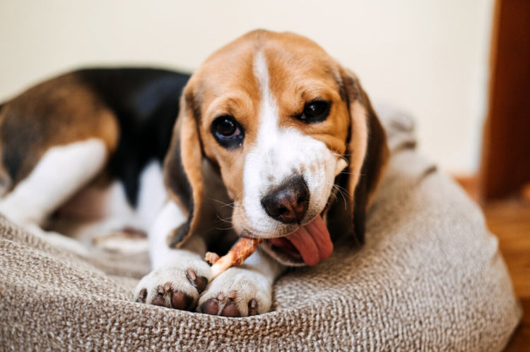 Beagle dog happily chewing a treat while lying on a bed