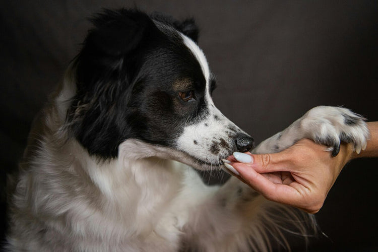 Dog taking a small training treat from a hand during reward-based training