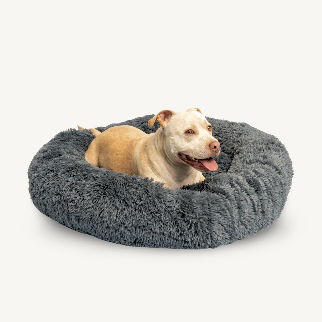 Dog lying on a gray fluffy donut bed against a white background
