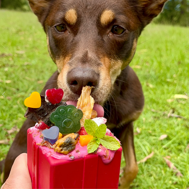 SodaPup Giftbox Treat Dispenser Dog Toy (Medium)