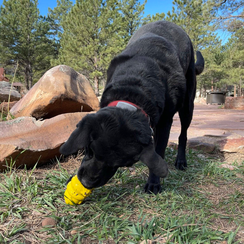 SodaPup Honey Bear Chew Dog Toy