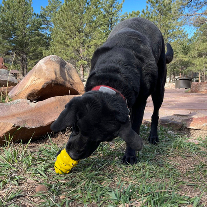 SodaPup Honey Bear Chew Dog Toy