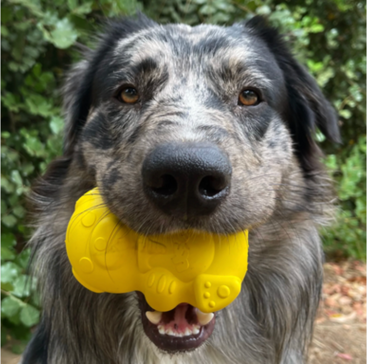 SodaPup Honey Bear Chew Dog Toy